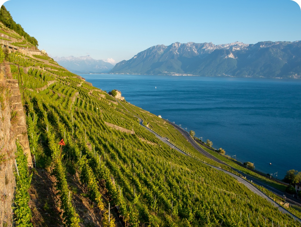 Lavaux Vineyards
